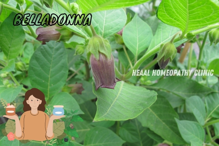 Belladonna plant used in homeopathic remedies at HEAAL Homeopathy Clinic in Chanda Nagar, Hyderabad. Effective treatment for high fevers, headaches, and inflammation. Discover natural healing solutions with personalized homeopathic care