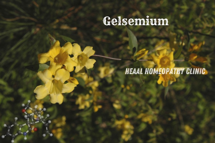 Gelsemium flowers, a key homeopathic remedy available at HEAAL Homeopathy Clinic in Chanda Nagar, Hyderabad. Explore natural treatments for various ailments