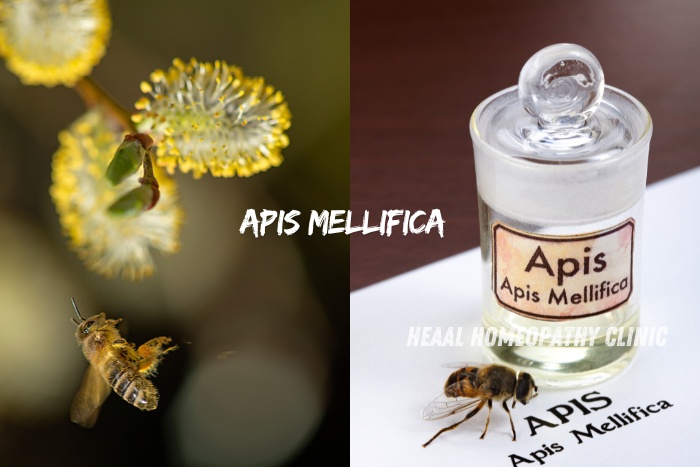 Explore the benefits of Apis Mellifica at HEAAL Homeopathy Clinic, Chanda Nagar, Hyderabad. Natural homeopathic remedy derived from honeybee for effective treatment of various ailments