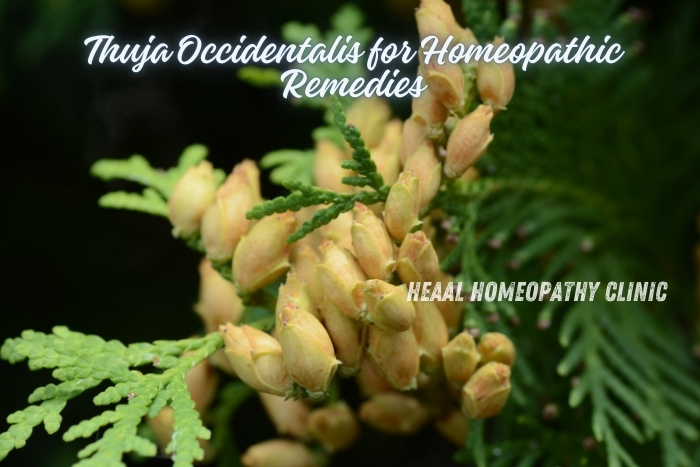 Close-up of Thuja Occidentalis plant used in homeopathic remedies, showcasing its natural healing properties. HEAAL Homeopathy Clinic in Chanda Nagar, Hyderabad, incorporates Thuja in personalized treatments for various conditions