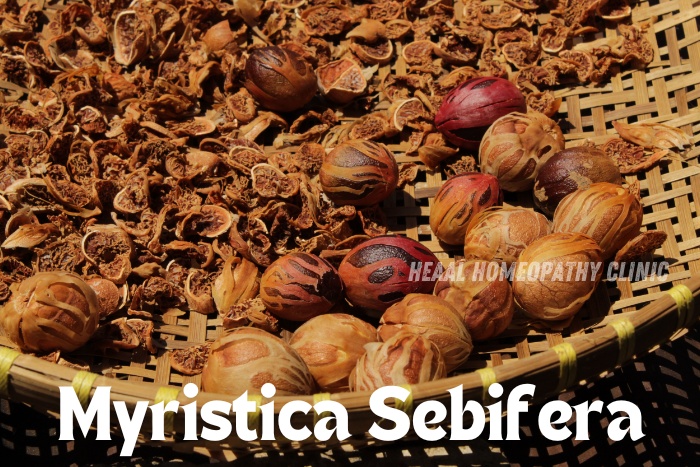 Freshly harvested Myristica Sebifera (nutmeg) seeds, a key homeopathic remedy used at HEAAL Homeopathy Clinic in Chanda Nagar, Hyderabad for natural healing solutions. Discover personalized treatments with homeopathic remedies tailored for your well-being