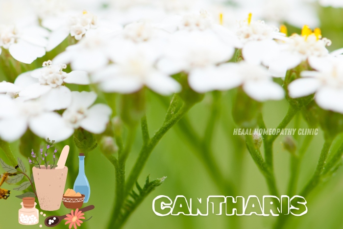 Cantharis homeopathic remedy for holistic healing available at HEAAL Homeopathy Clinic, Chanda Nagar, Hyderabad