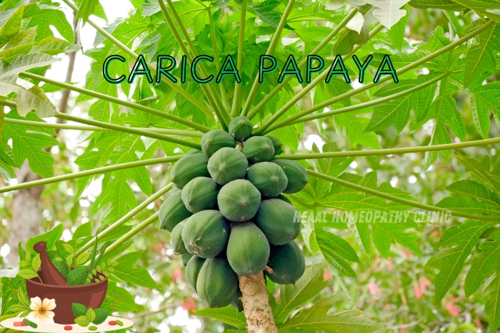 Carica Papaya used in homeopathic treatments at HEAAL Homeopathy Clinic, Chanda Nagar, Hyderabad, for natural healing and wellness