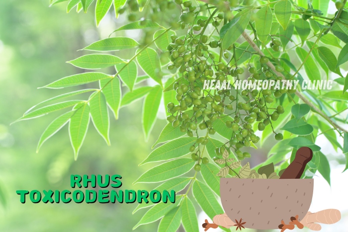 Rhus Toxicodendron, a natural remedy used in homeopathy treatments at HEAAL Homeopathy Clinic, Chanda Nagar, Hyderabad, for effective healing and wellness